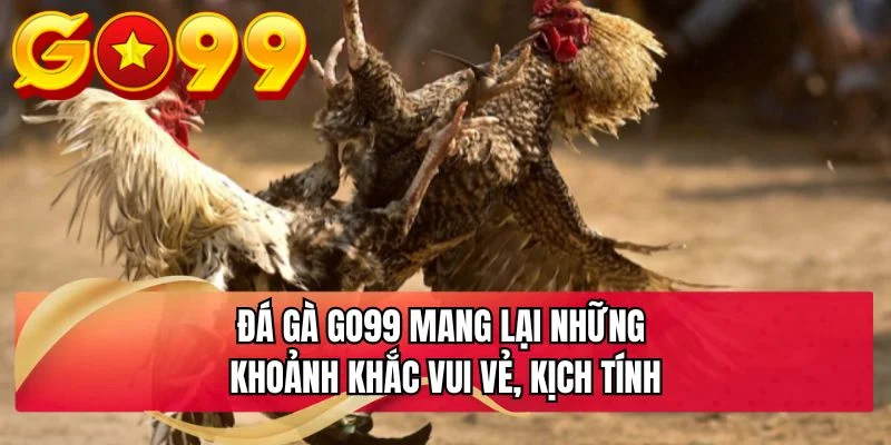 Đá gà GO99 mang lại những khoảnh khắc vui vẻ, kịch tính
